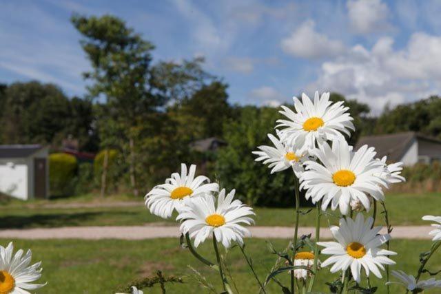 ホテル Safaritent Glamping Tent Nabij Sint Maartenszee Sint Maartensvlotbrug エクステリア 写真